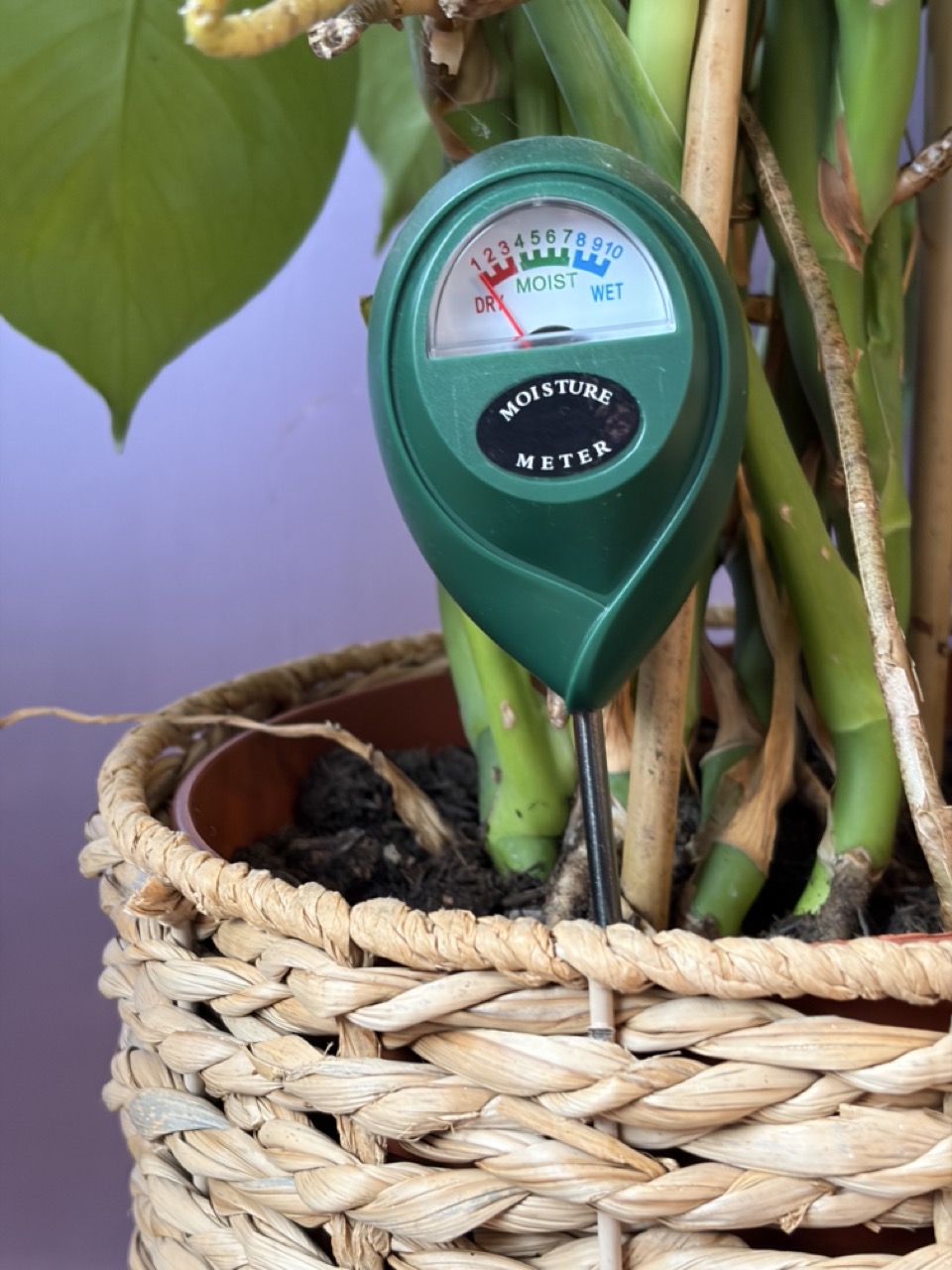 Photograph of a moisture meter in plant pot, reading 'dry'